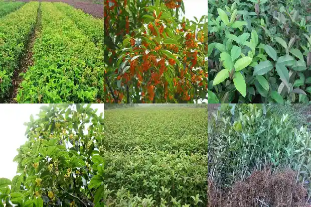 桂花树桂花树有几样桂花是什么性质1682734350686