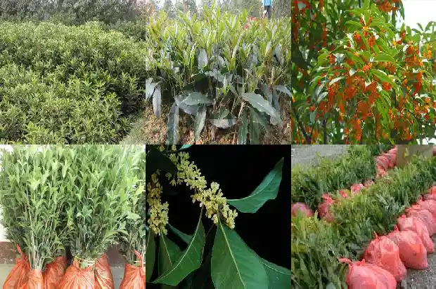 桂花树桂花树风水1682734366279
