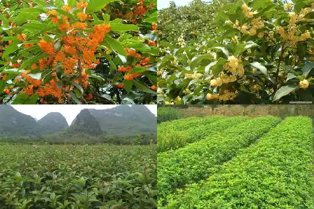 桂花树桂花树风水1682734366327