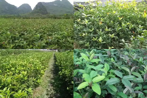 桂花树信息1682734386382