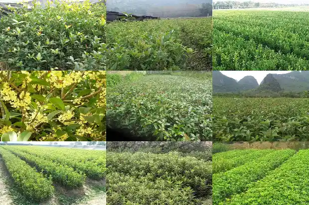桂花树在什么时候移栽1690245503988