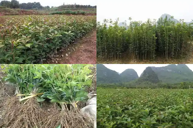 中国桂花之乡是哪个县1682734406588