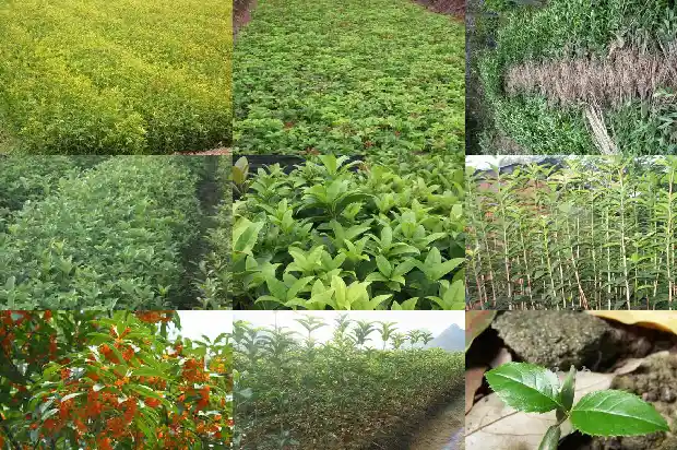 临沂桂花之乡1682734468948