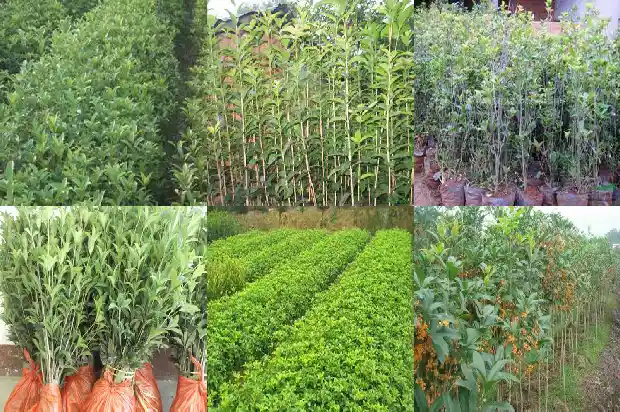 临沂桂花之乡1682734468996