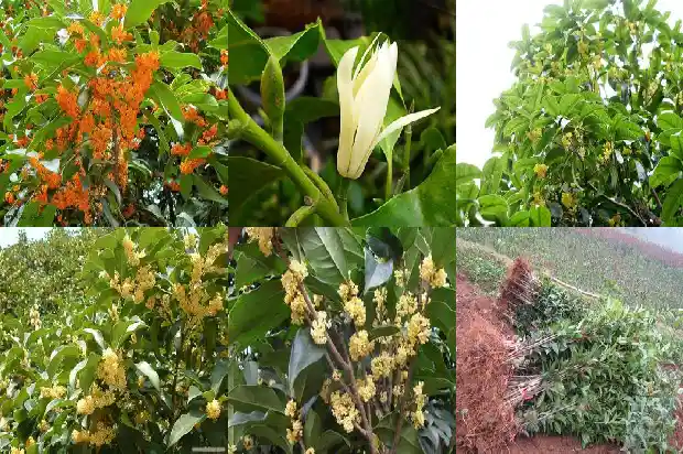 桂花种子种下去后几天发芽1688608419281