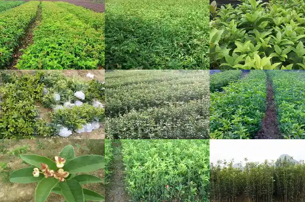十二年的桂花树什么价格能砍断枝呢1690763788540