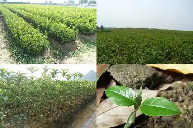桂花树结的种子有什么用1682734546246