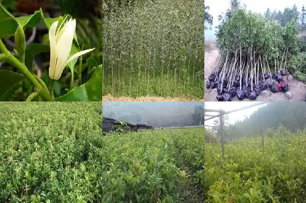 什么品种的桂花树结果子最多1682734591126