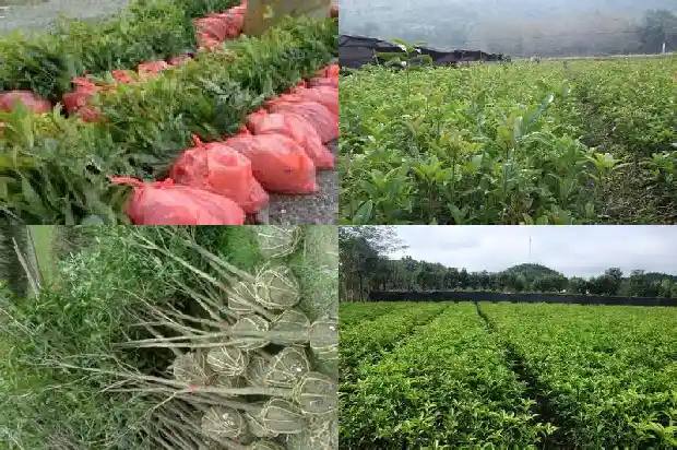 为什么有些桂花结果有些不结果呢1682734613605