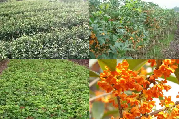 为什么有些桂花结果有些不结果呢1682734613653