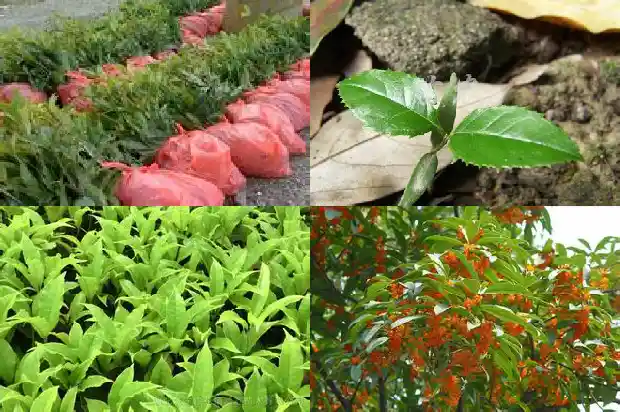 桂花为什么不开花而结果1682734631777