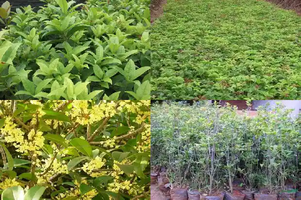 桂花为什么不开花而结果1682734631825