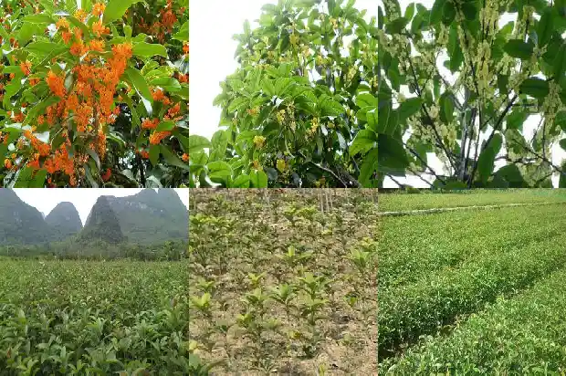18年的桂花树价格1689639976340