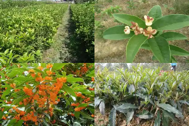 什么样的桂花结种子多1682734669625
