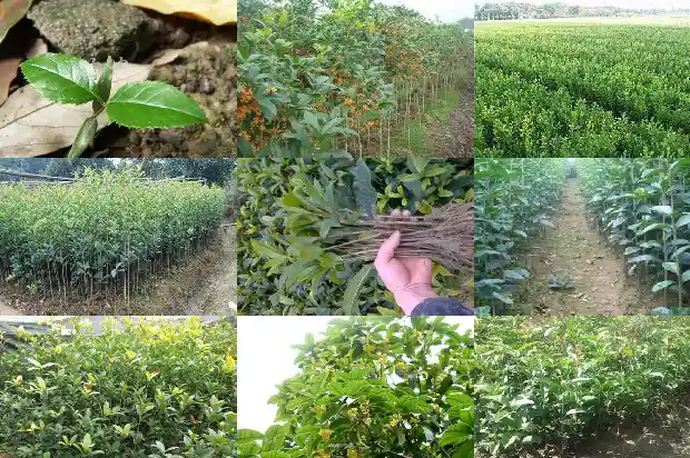 桂花结的果实是种子吗1682734689402
