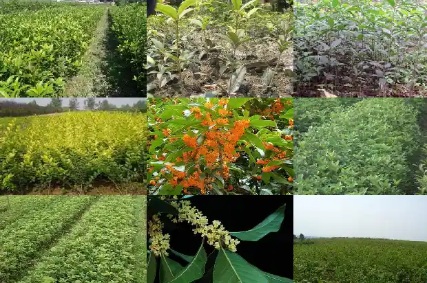 树上结的桂花能吃吗1682734727023