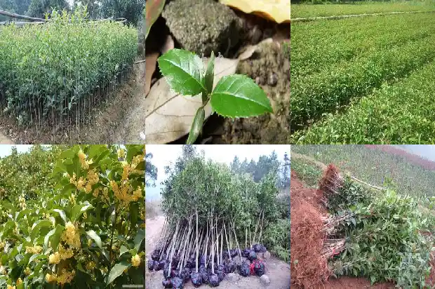 树上结的桂花能吃吗1682734727119
