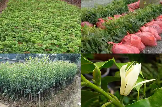 树上结的桂花能吃吗1682734727167