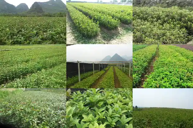 桂花有分雌雄吗1682734750009