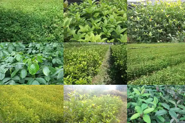 桂花雌雄同株1682734773908