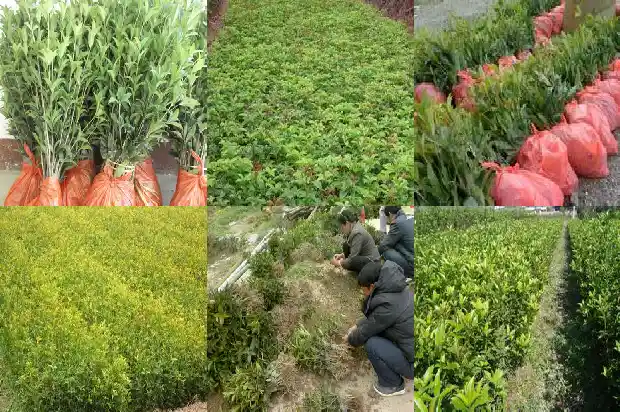 桂花雌雄同株1682734774003