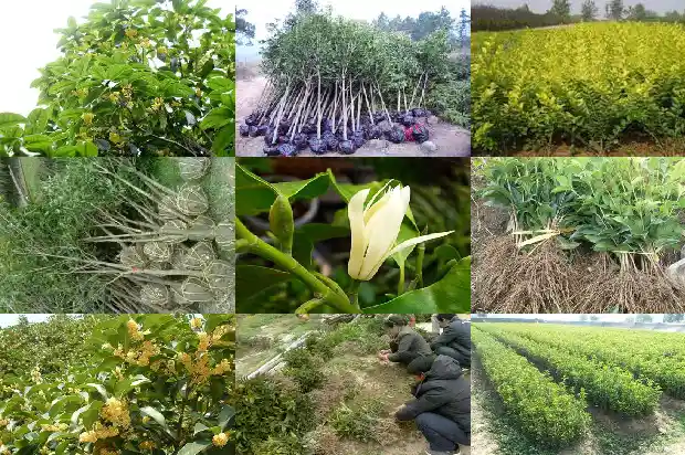 桂花的雌蕊1682734798905