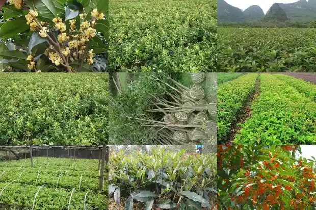 桂花树哪里卖得最好1689726539324