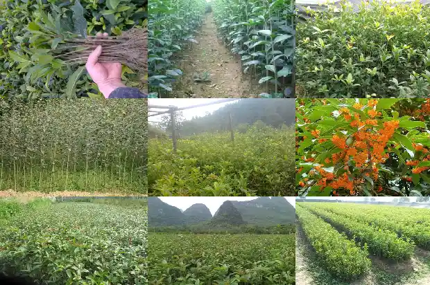 桂花分雄雌吗1682734818670