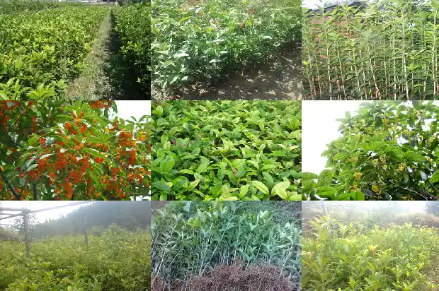 桂花树成语1690331493315