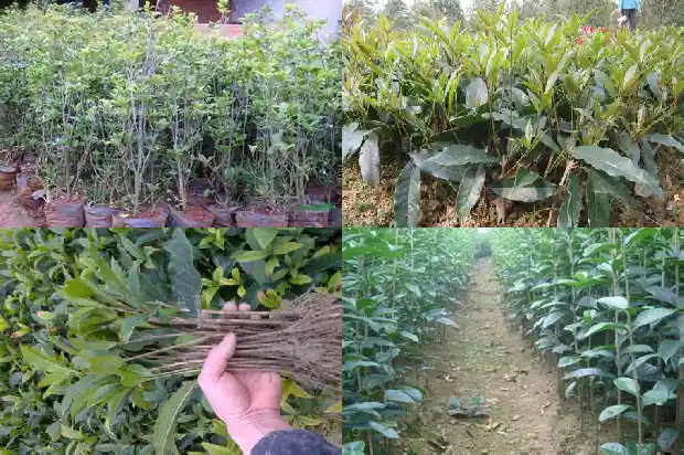 桂花分雄雌吗1682734818765