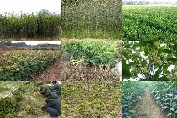 结子的桂花树会开花吗1682734836195
