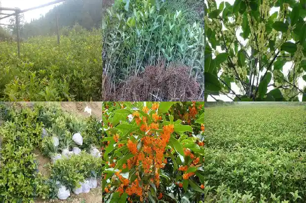 结子的桂花树会开花吗1682734836290
