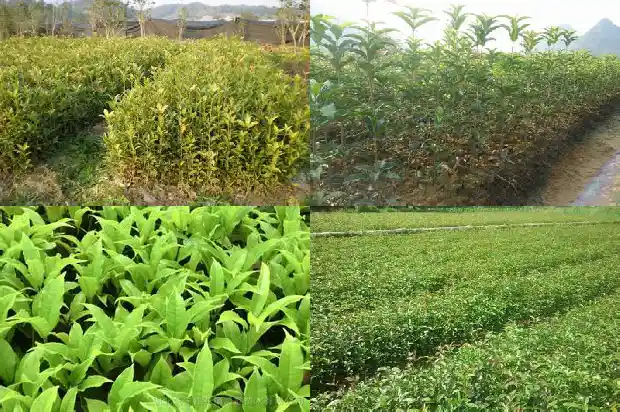 结子的桂花树多吗1682734853644