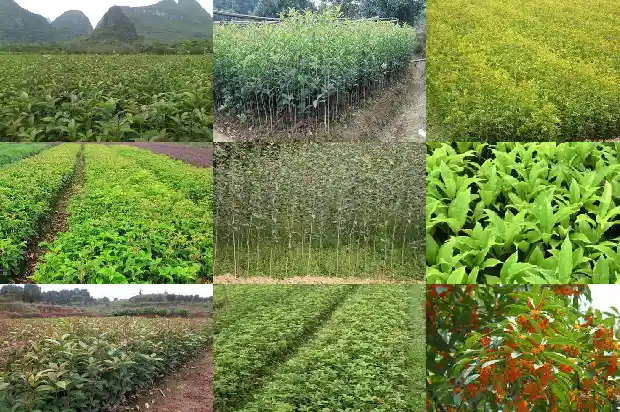 结子的桂花树多吗1682734853692