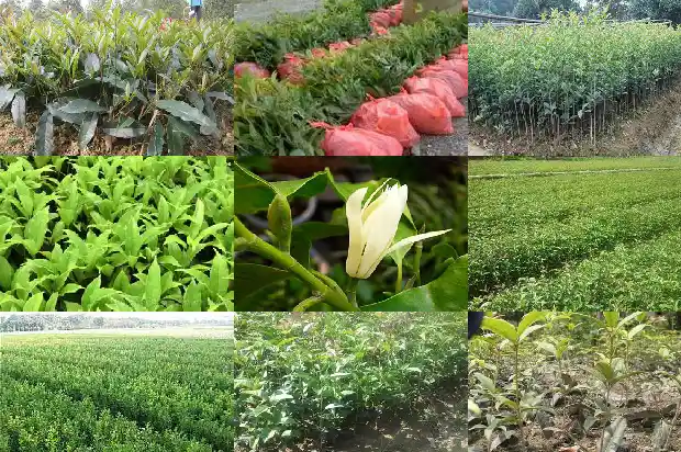 结子的桂花树可以剪枝吗1682734889401