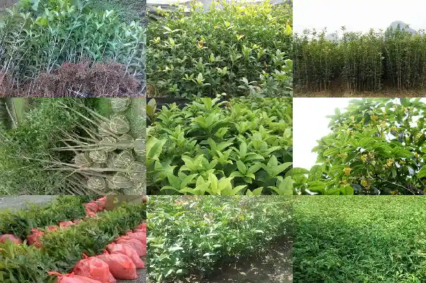 结子的桂花树可以剪枝吗1682734889496