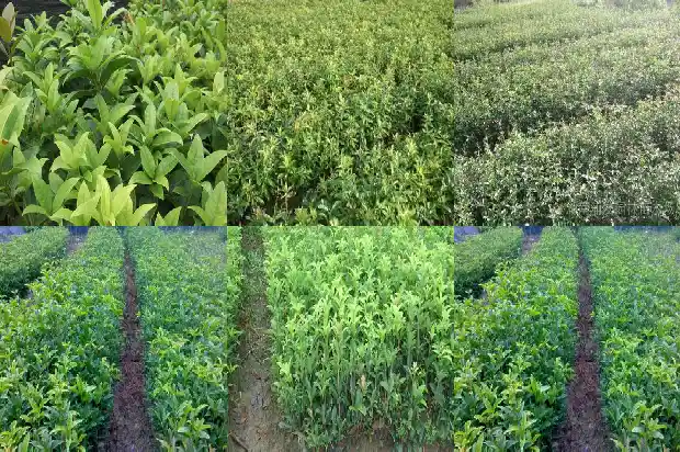 桂花树十公分价格表大全1689727015917