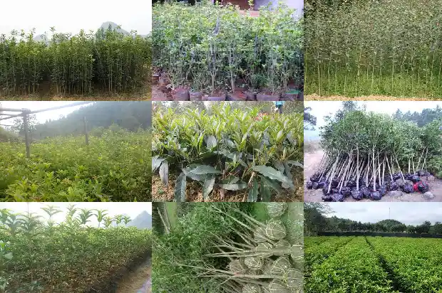 桂花树结籽吗有毒吗1682734950181