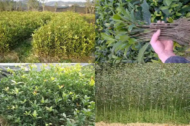 桂花树结子是什么原因?1682734974272