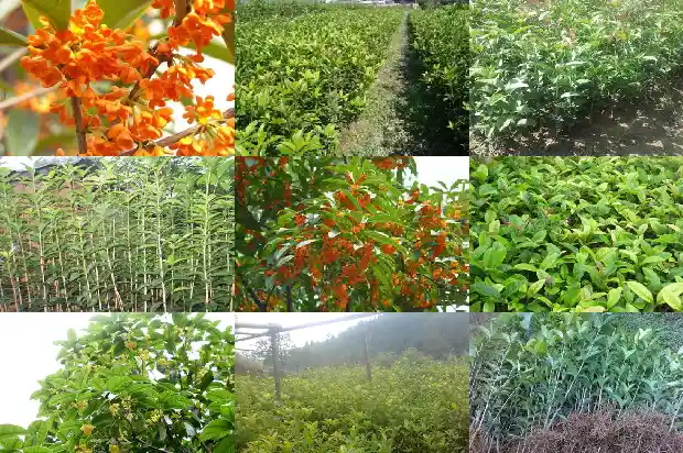 桂花树结子是什么原因?1682734974319