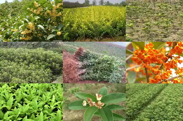桂花树会不会结种子1682735013993