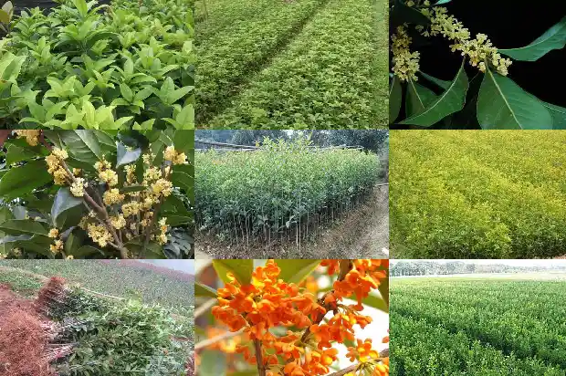 结桂花籽的桂花树和不结籽的桂花树一样吗1682735049972