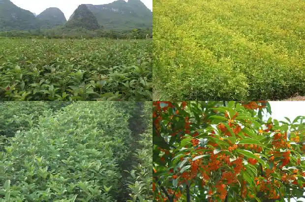 结桂花籽的桂花树和不结籽的桂花树一样吗1682735050019