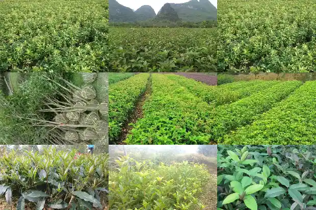桂花树为什么有的结籽有的不结籽1682735093297