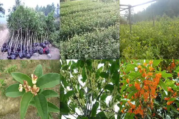 桂花树为什么有的结籽有的不结籽1682735093438