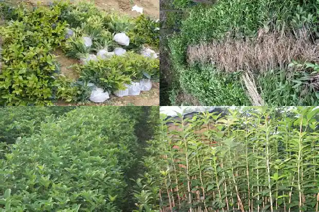 桂花树结的籽有什么用处和功效1682735133210