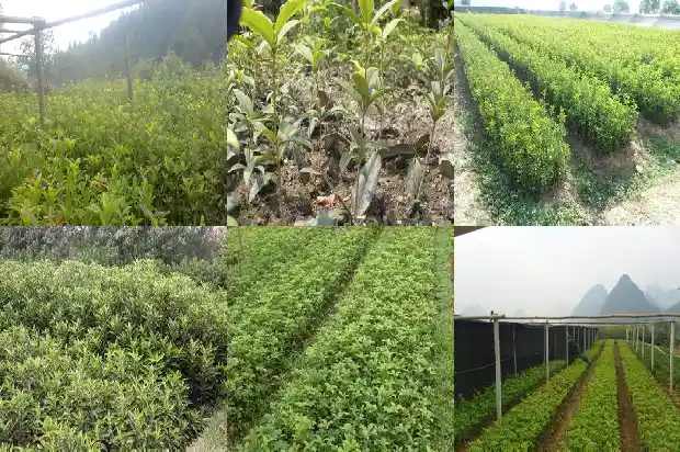 桂花树结的籽有什么用处和功效1682735133257