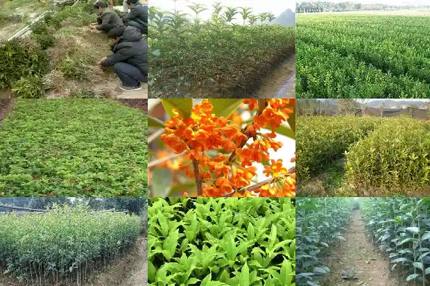 桂花树籽有什么用途1682735150753