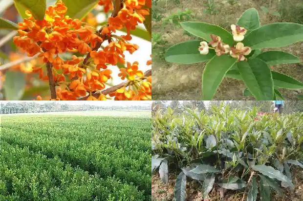 桂花茉莉花陈皮茶功效与作用是什么1689208267853