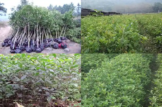 桂花树开花结籽吗有毒吗1682735193869